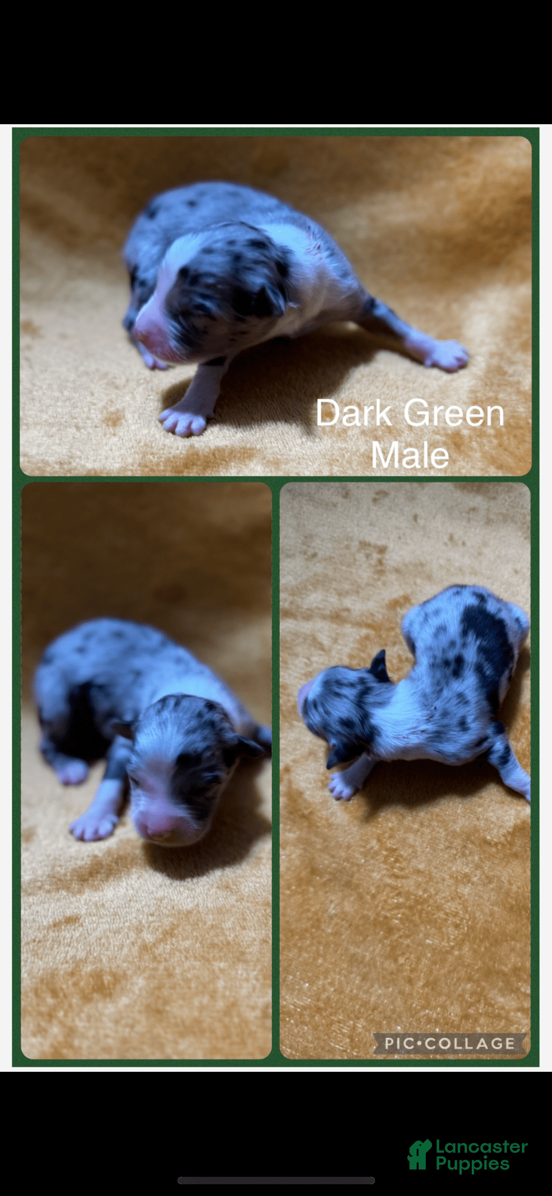 Australian Shepherd dogs for sale: Dark Green Collar M - Image 3