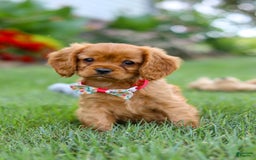 Cavalier King Charles Spaniel dogs for sale: Sadie - Image 1