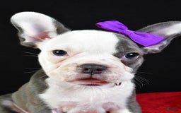 Frenchton dogs for sale: Faye - Image 5