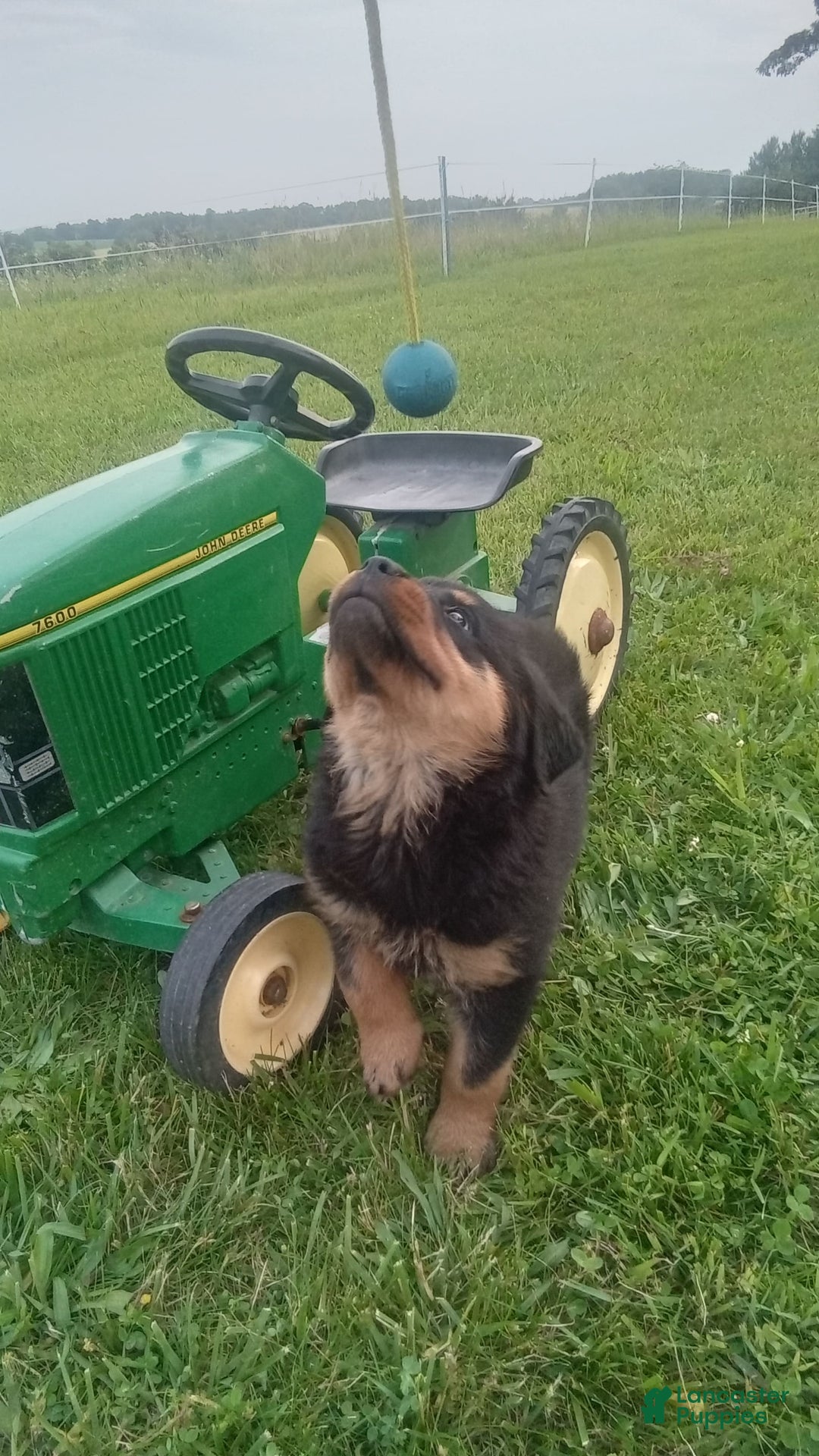 Rottweiler dogs for sale: Penny - Image 5