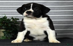 Beabull dogs for sale: Aaron - Image 2