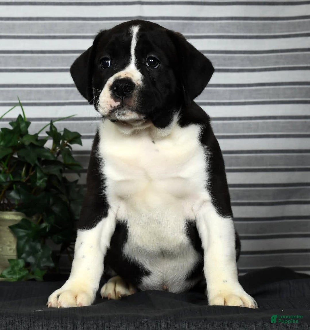 Beabull dogs for sale: Aaron - Image 2