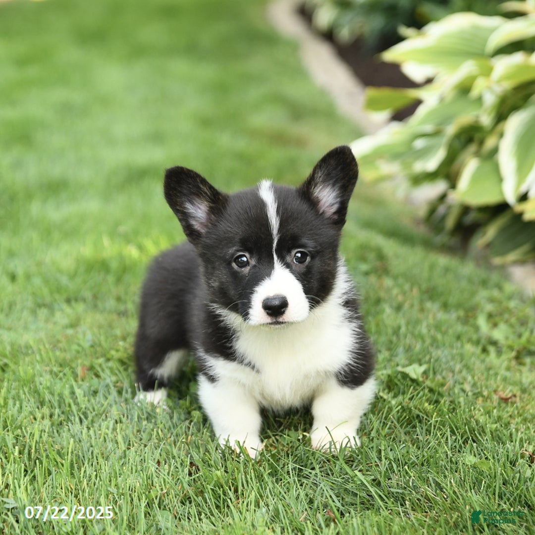 Welsh Corgi Pembroke dogs for sale: Flora - Image 5
