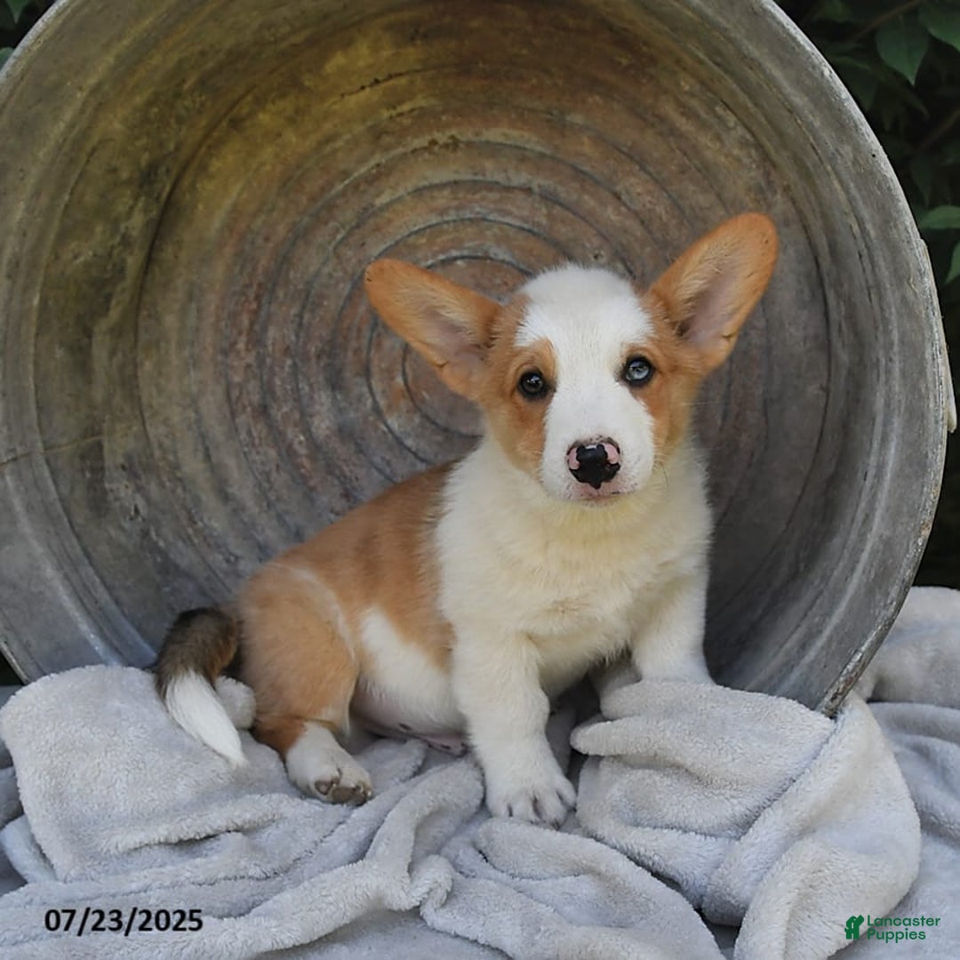 Welsh Corgi Pembroke dogs for sale: Thorne - Image 11