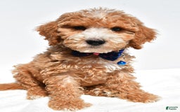 Mini Goldendoodle dogs for sale: Timmy - Image 6