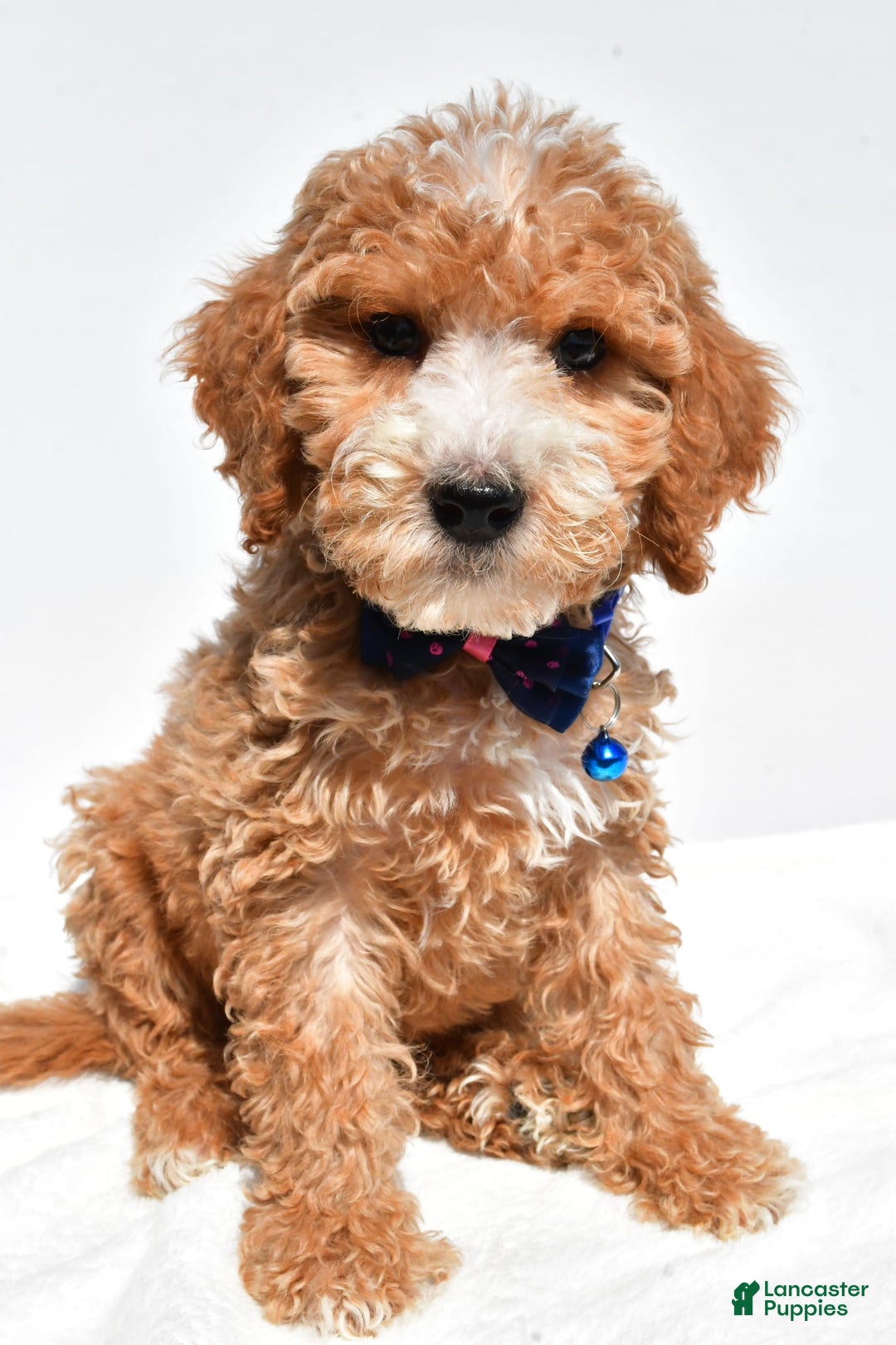 Mini Goldendoodle dogs for sale: Timmy - Image 6