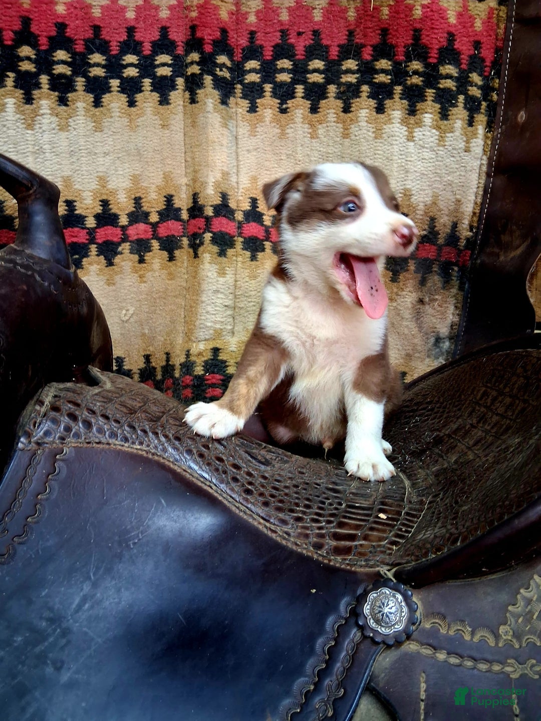 Border Collie dogs for sale: Border Collie 3 puppies - Image 3