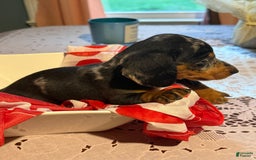 Miniature Dachshund dogs for sale: Lady - Image 2