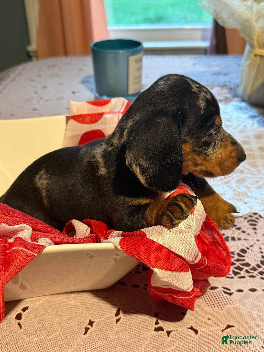 Miniature Dachshund dogs for sale: Lady - Image 2