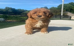 Mini Goldendoodle dogs for sale: Darla - Image 4
