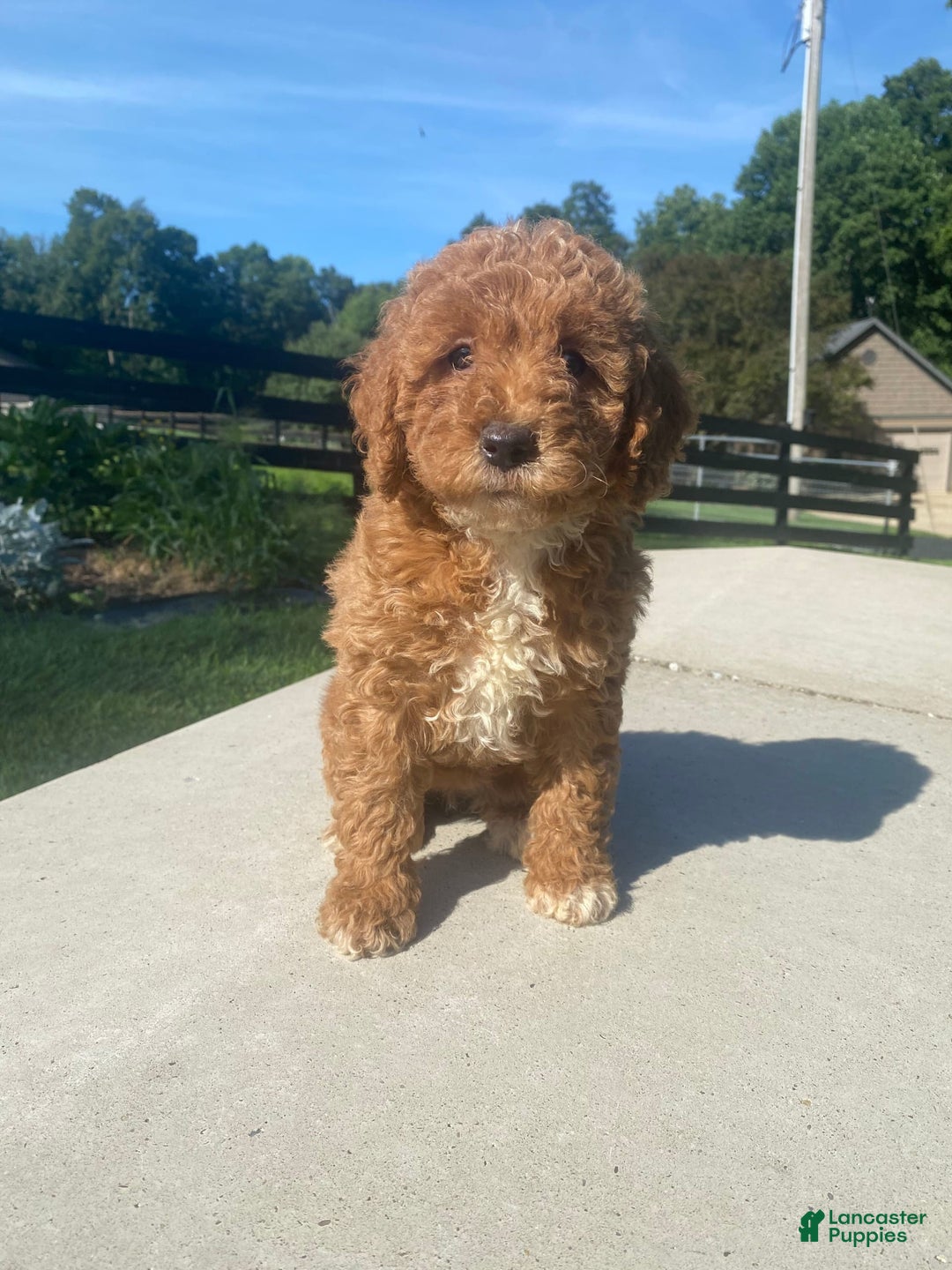 Mini Goldendoodle dogs for sale: Darla - Image 4