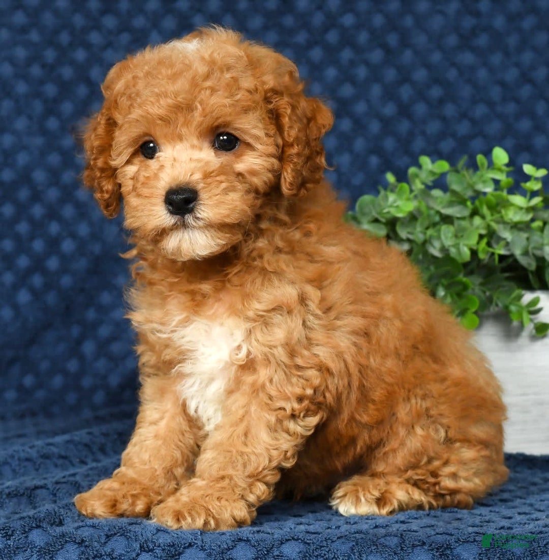 Cockapoo dogs for sale: Douglas - Image 8