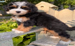 Mini Bernedoodle dogs for sale: 💜 Boston Ma 💜 Mini Bernedoodle - Image 18