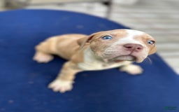 American Bully dogs for sale: Dime - Image 6