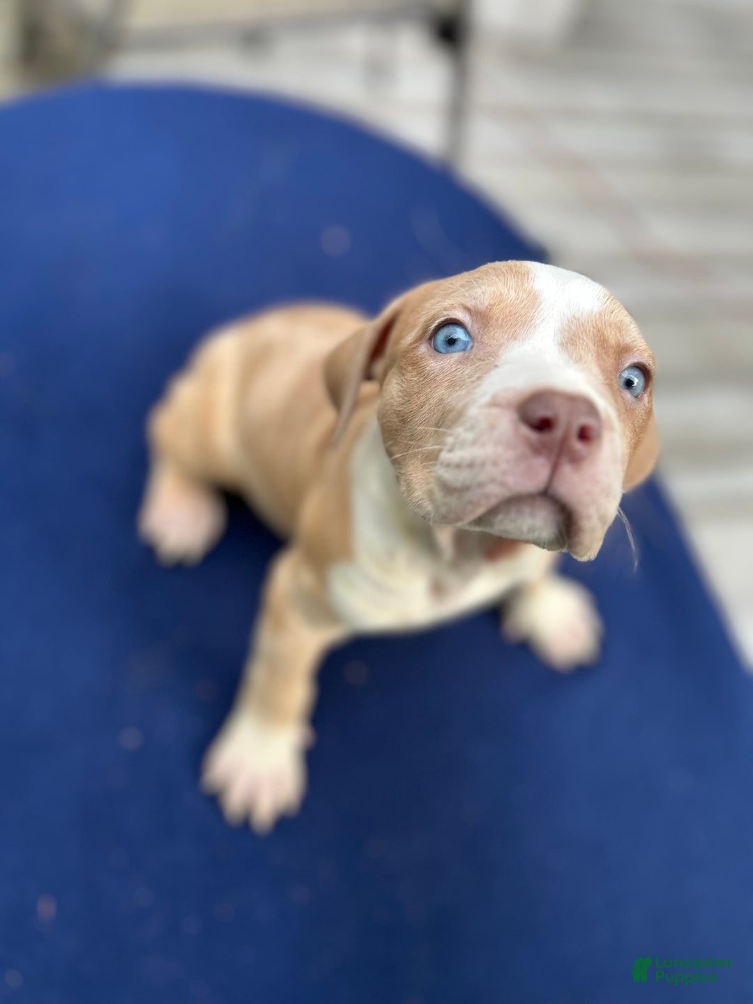American Bully dogs for sale: Dime - Image 6