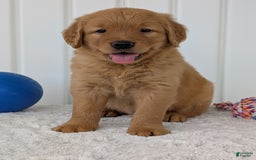 Golden Retriever dogs for sale: Porter - Image 8