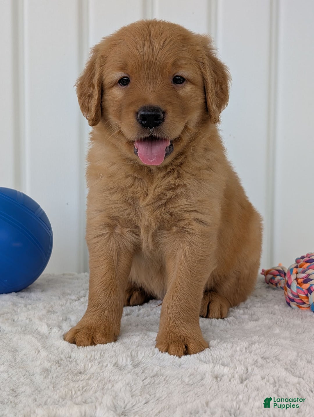 Golden Retriever dogs for sale: Porter - Image 8