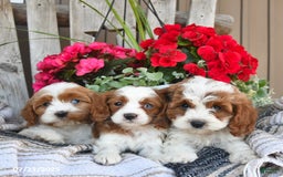 Cavapoo dogs for sale: Chloe - Image 3