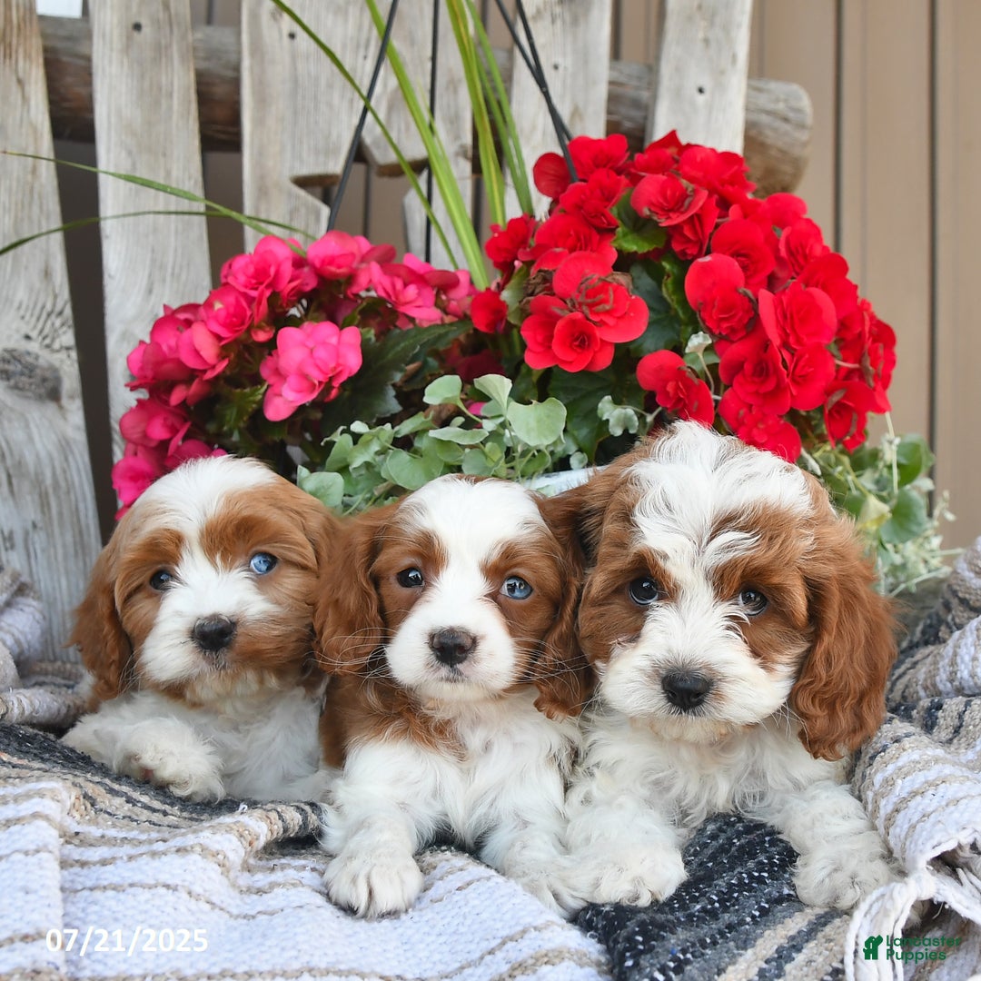 Cavapoo dogs for sale: Chloe - Image 3