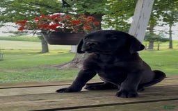 Labrador Retriever dogs for sale: Charlie - Image 2
