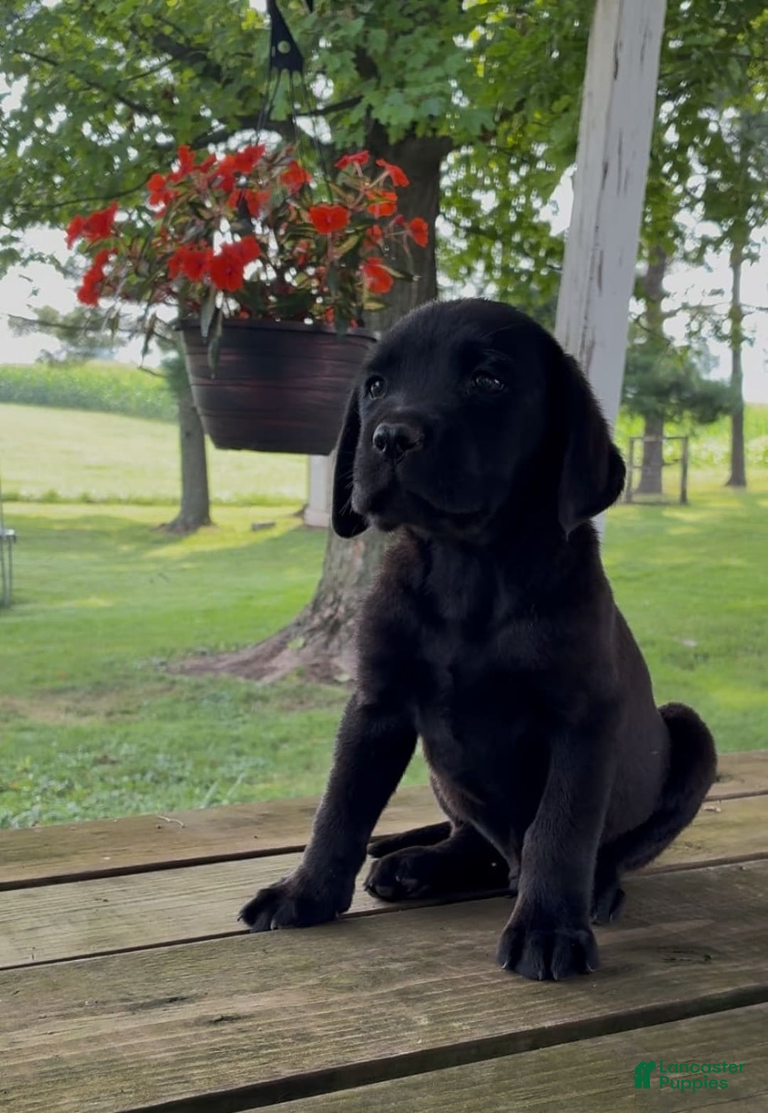 Labrador Retriever dogs for sale: Charlie - Image 2
