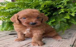 Mini Goldendoodle dogs for sale: Mini-wendy - Image 18