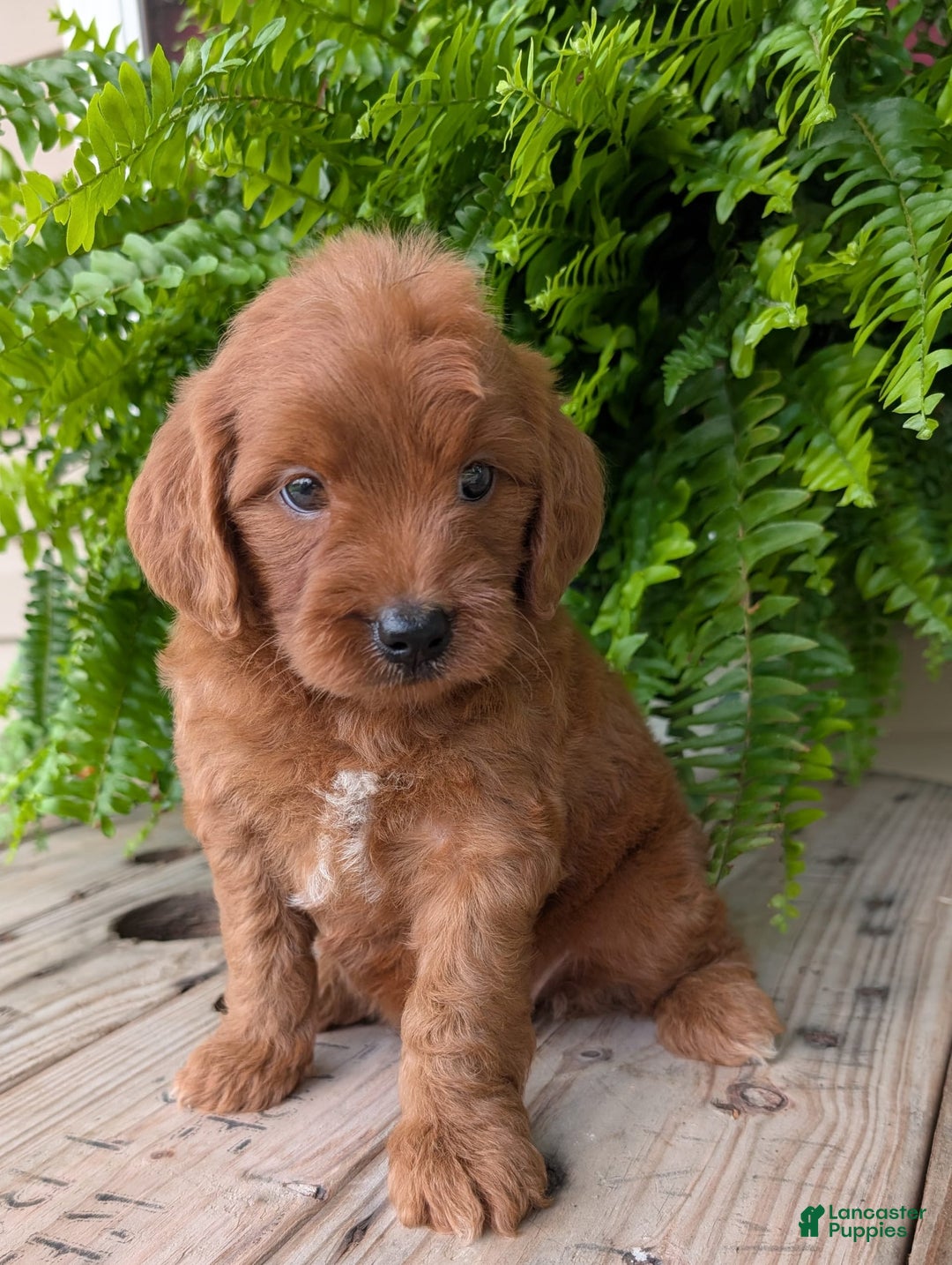 Mini Goldendoodle dogs for sale: Mini-wendy - Image 18