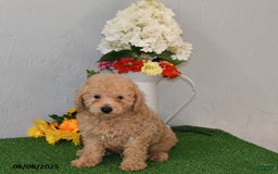 Bichpoo dogs for sale: Bichpoo 4 puppies - Image 7