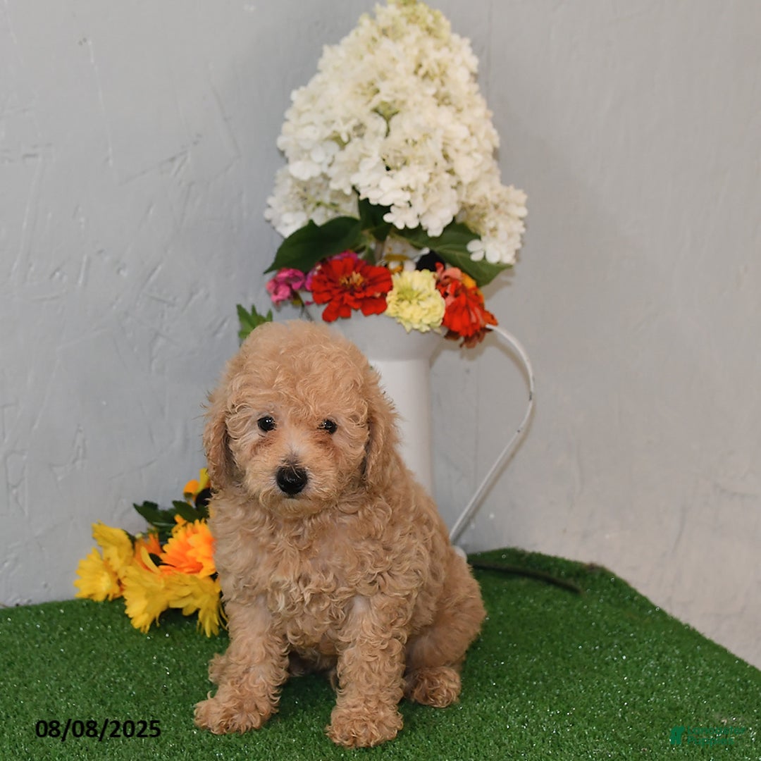 Bichpoo dogs for sale: Bichpoo 4 puppies - Image 7