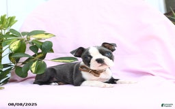 Boston Terrier dogs for sale: Violet - Image 5
