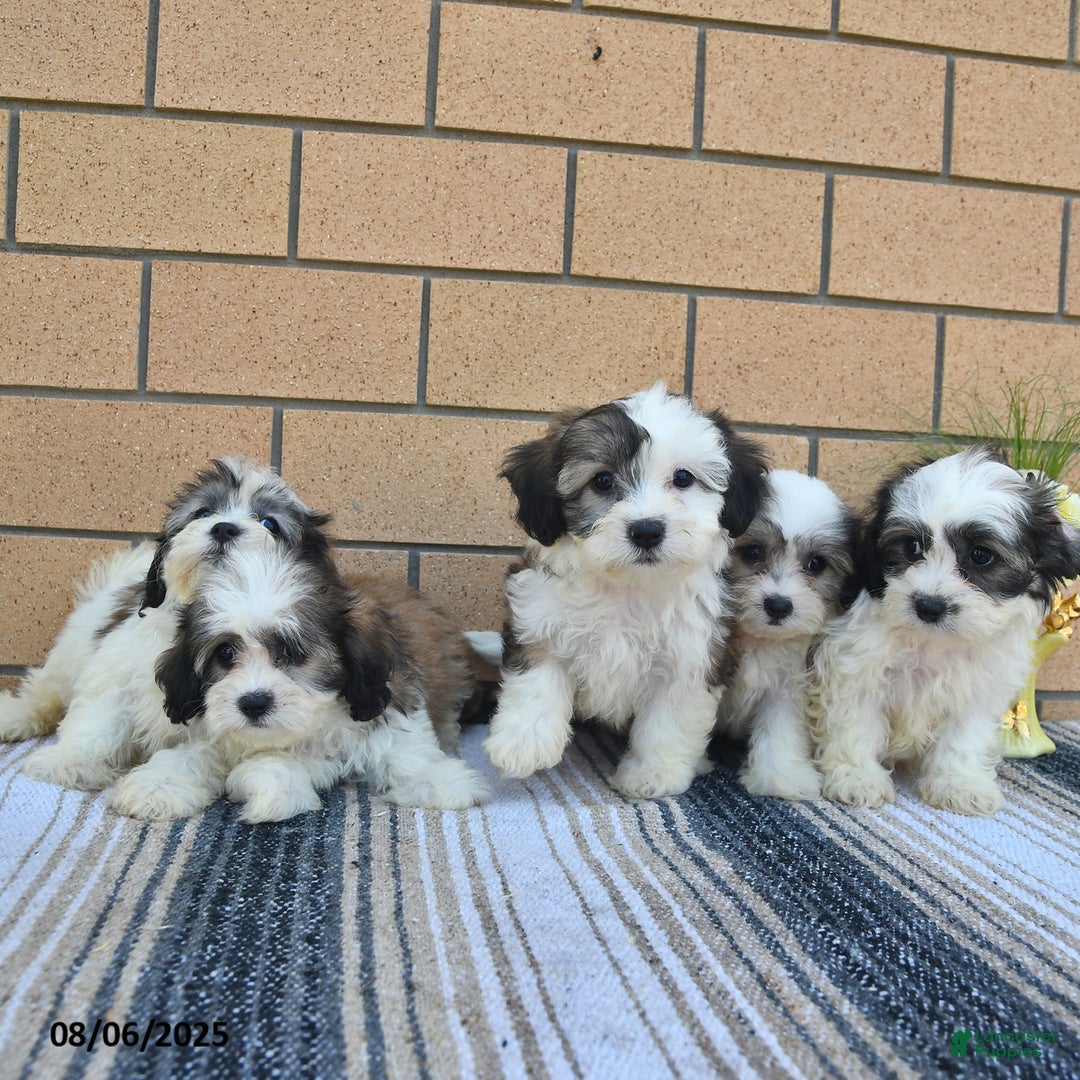 Teddy Bear dogs for sale: Foxy - Image 5