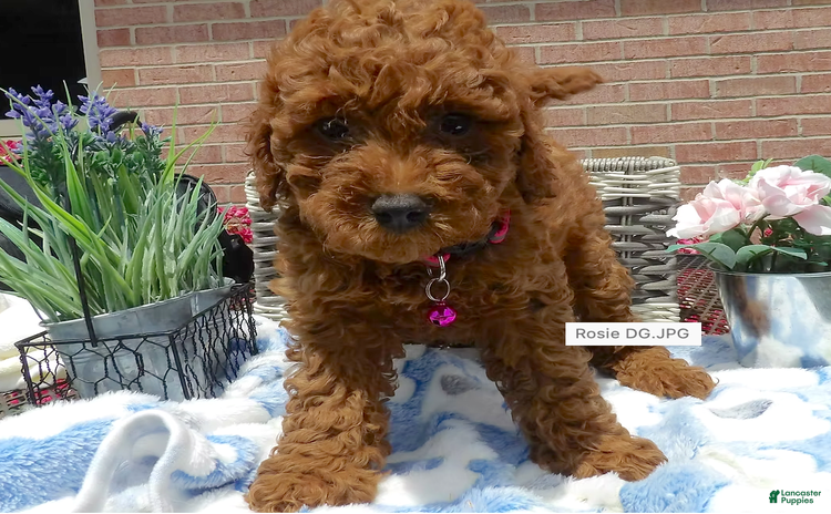 Toy Poodle dogs for sale - Ad 5