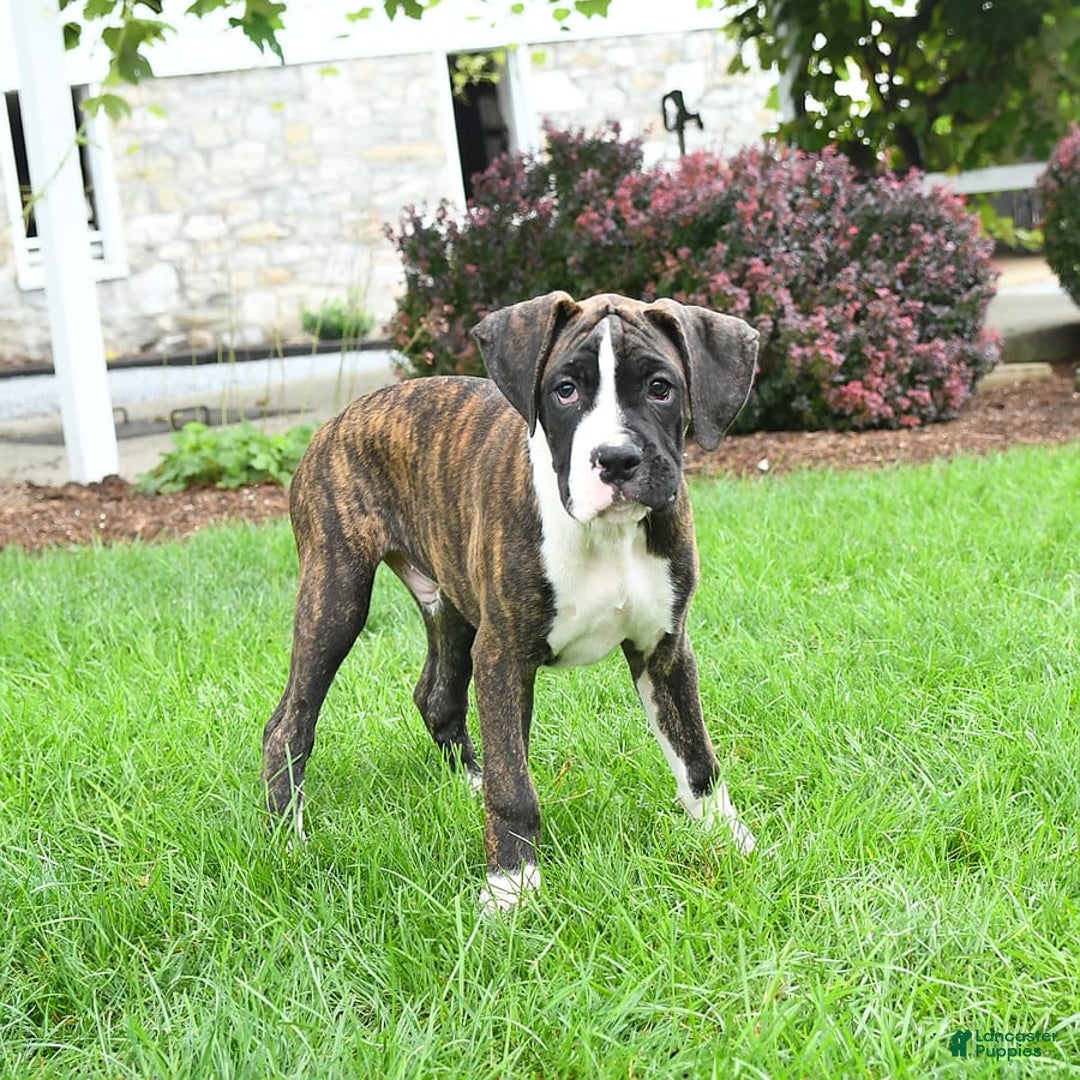 Boxer dogs for sale: Hank - Image 6