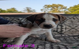 American Bulldog dogs for sale: Female 3 - Image 1