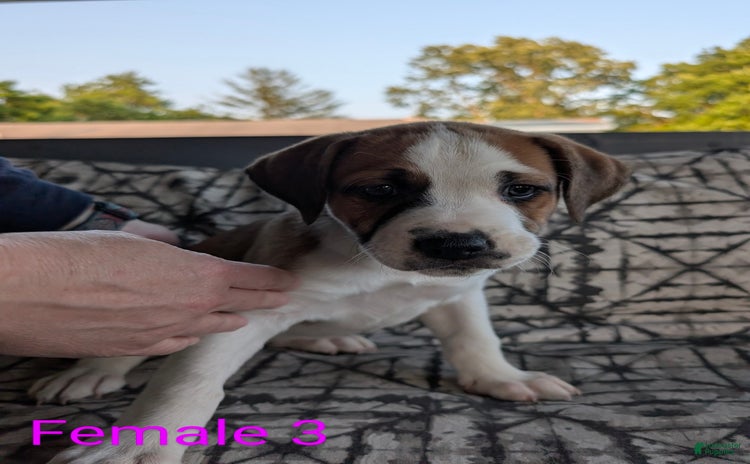 American Bulldog dogs - Advert 9