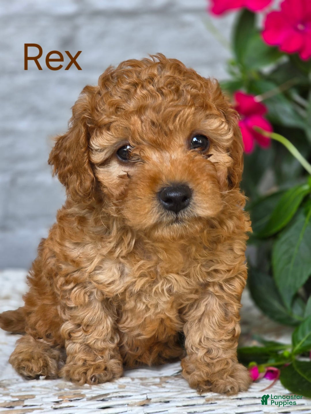 Toy Poodle dogs for sale: Rex - Image 1