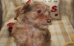 Yorkshire Terrier dogs for sale: Duke - Image 5