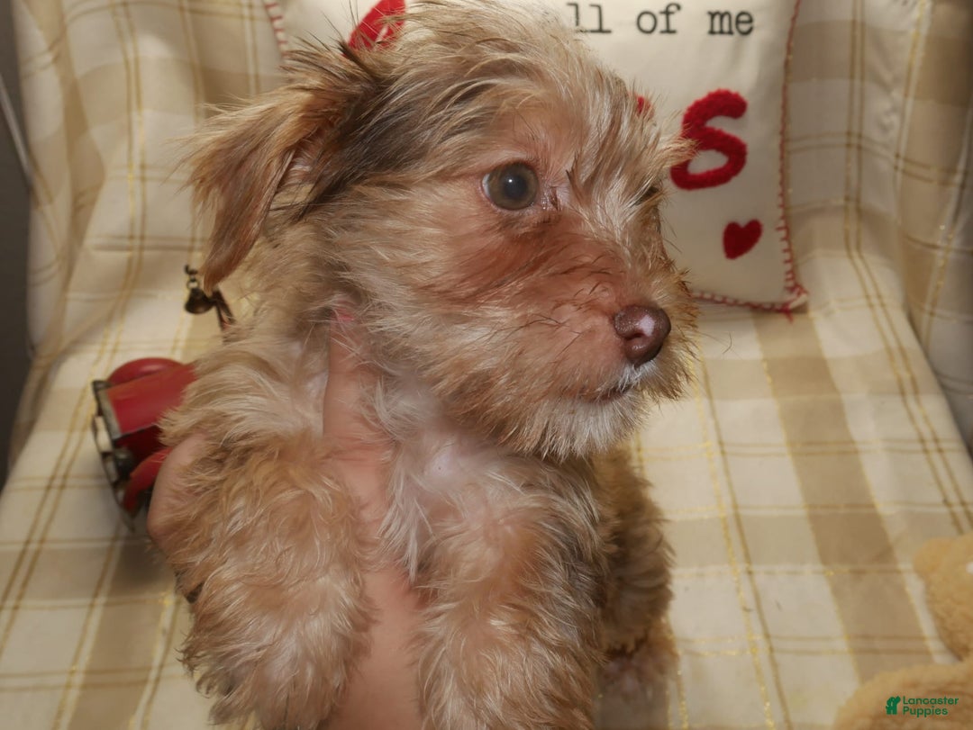 Yorkshire Terrier dogs for sale: Duke - Image 5