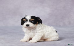 Cavapoo dogs for sale: Ted - Image 4