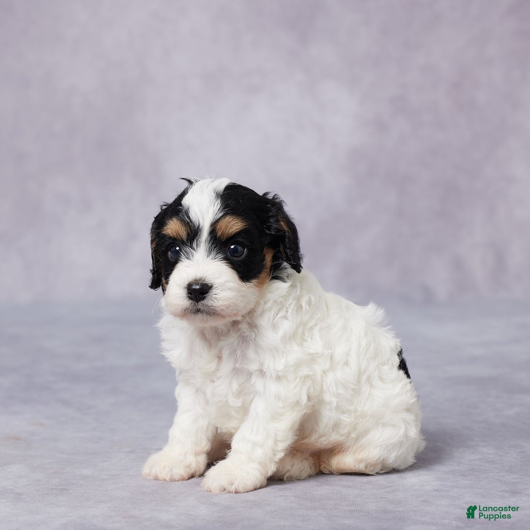 Cavapoo dogs for sale: Ted - Image 4