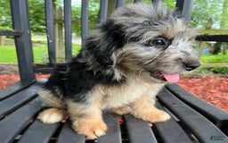 Mini Aussiedoodle dogs for sale: Tulip - Image 20