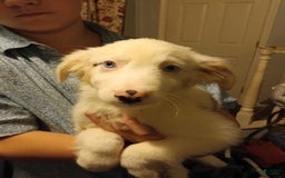 Miniature Australian Shepherd dogs for sale: Barkley - Image 1