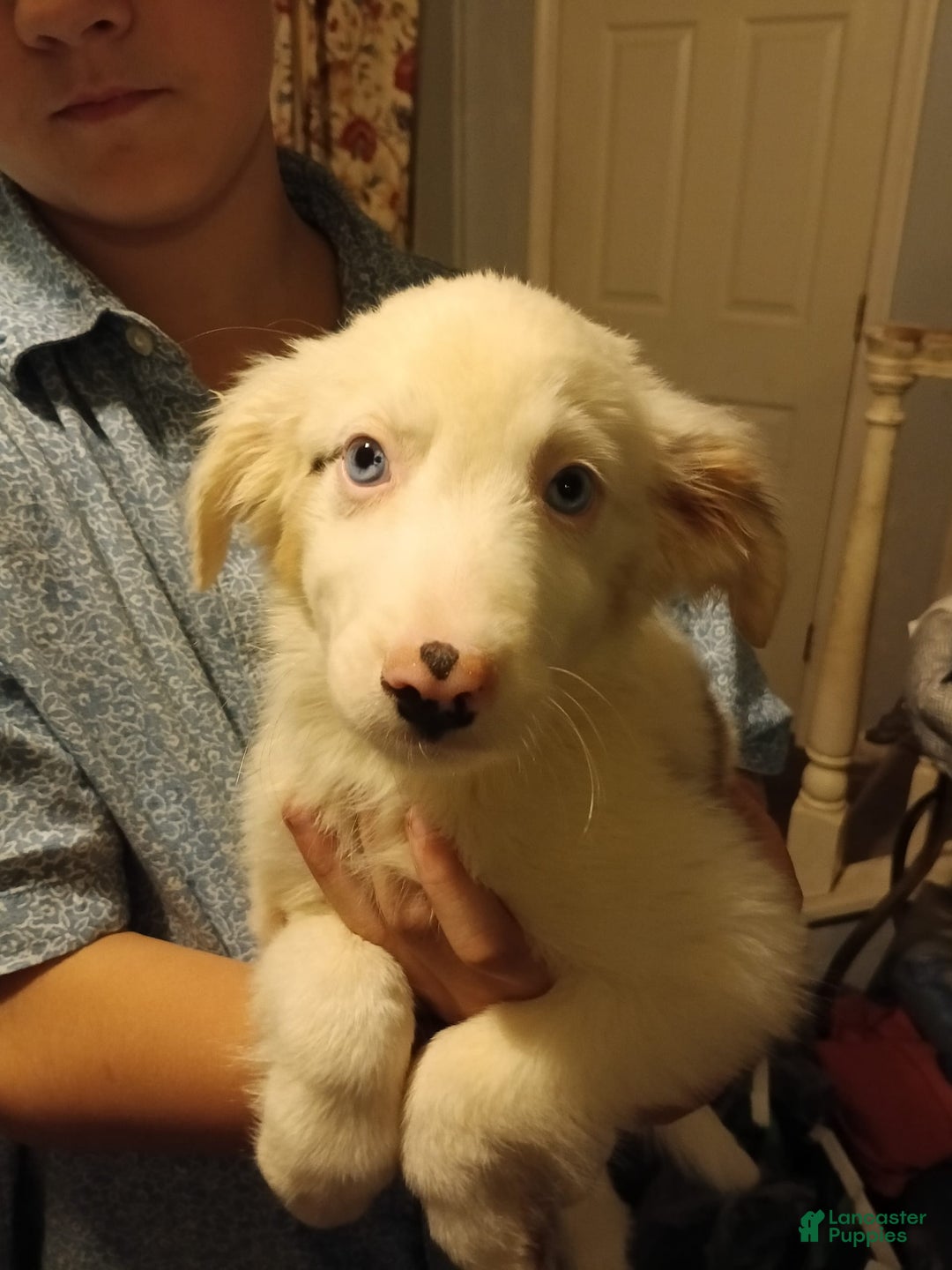 Miniature Australian Shepherd dogs for sale: Barkley - Image 1