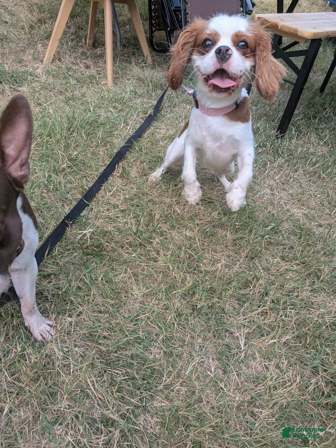 Cavalier King Charles Spaniel dogs for sale: Daisy - Image 3