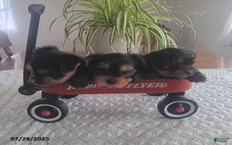 Yorkshire Terrier dogs for sale: Ted - Image 3