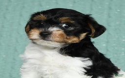 Yorkiepoo dogs for sale: Becka - Image 13