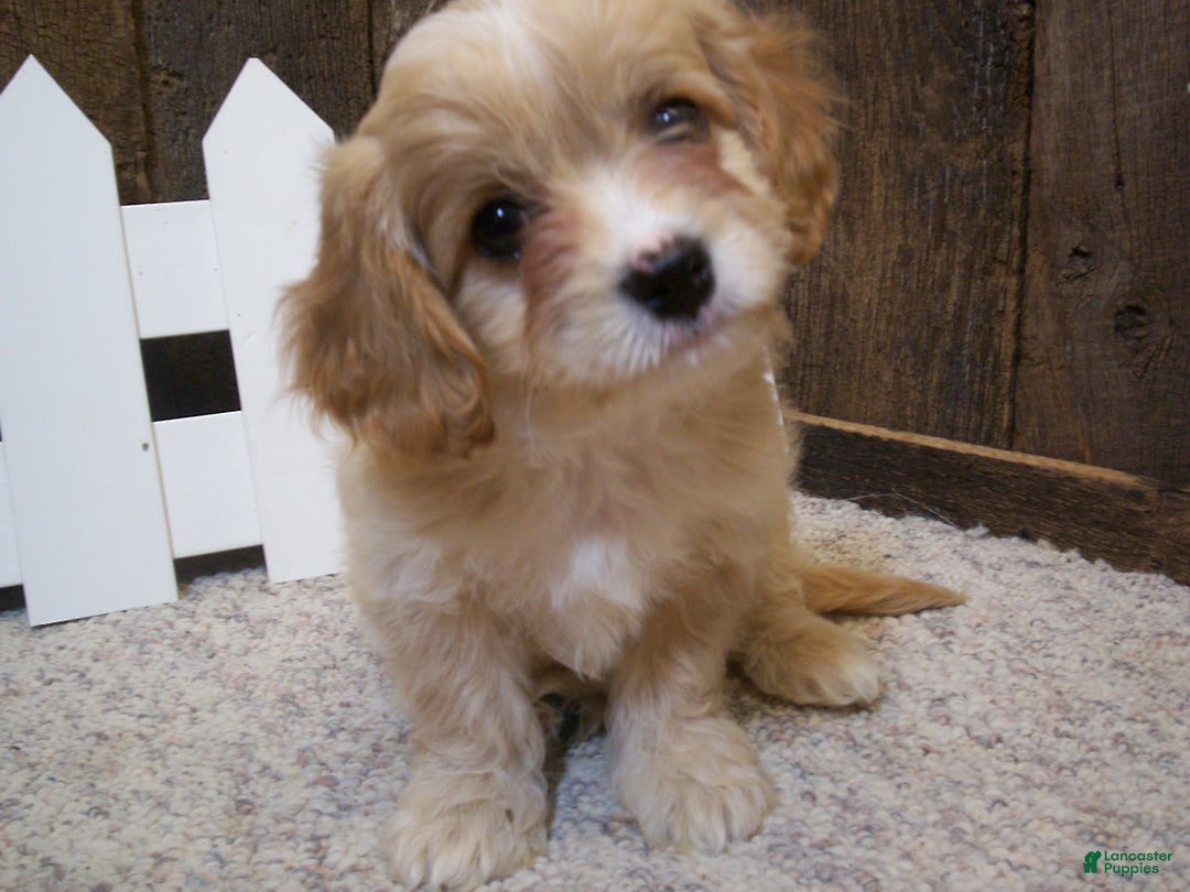 Cavachon dogs for sale: Piper - Image 16