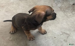 South African Boerboels dogs for sale: Luna - Image 7