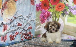 Havanese dogs for sale: Calvin - Image 3