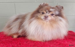 Pomeranian dogs for sale: Santiago - Image 13